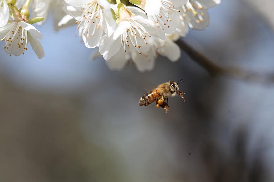 pszczoła, owad, kwiaty, pyłek, zwierzę, Natura, kochanie, zapylanie, kwiat, rośliny, wiosna