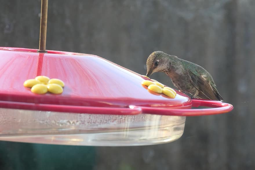 uccello, colibrì, mangiatoia per uccelli, ornitologia, specie, fauna, aviaria, avvicinamento, becco, piuma, multicolore