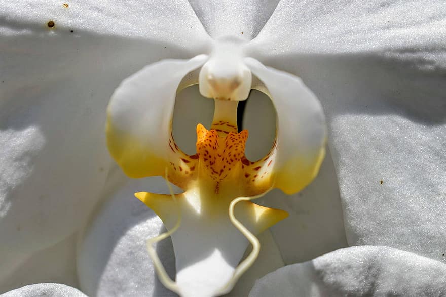 orchidea, kwiat, biały kwiat, płatki, białe płatki, Natura, roślina, kwitnąć, flora, zbliżenie, płatek