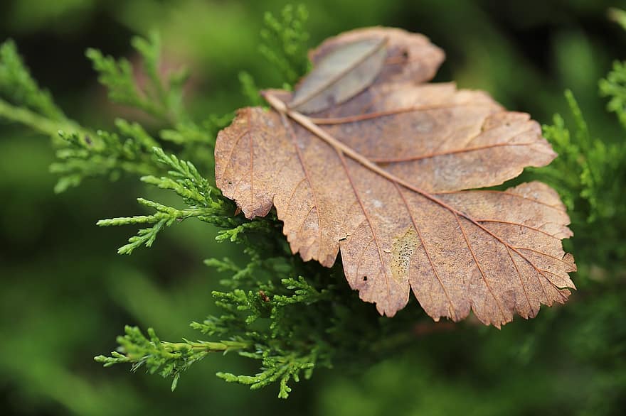 list, podzim, suší se, laskavost, padlý list, sezóna, Příroda