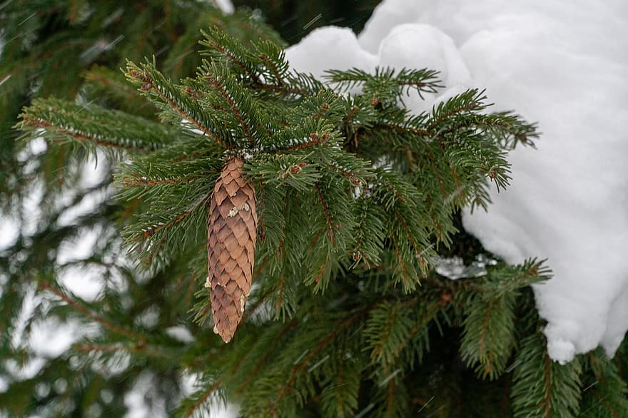 Winter, Frost, Spruce, Pine Needles, Nature, tree, coniferous tree, branch, pine tree, forest, close-up