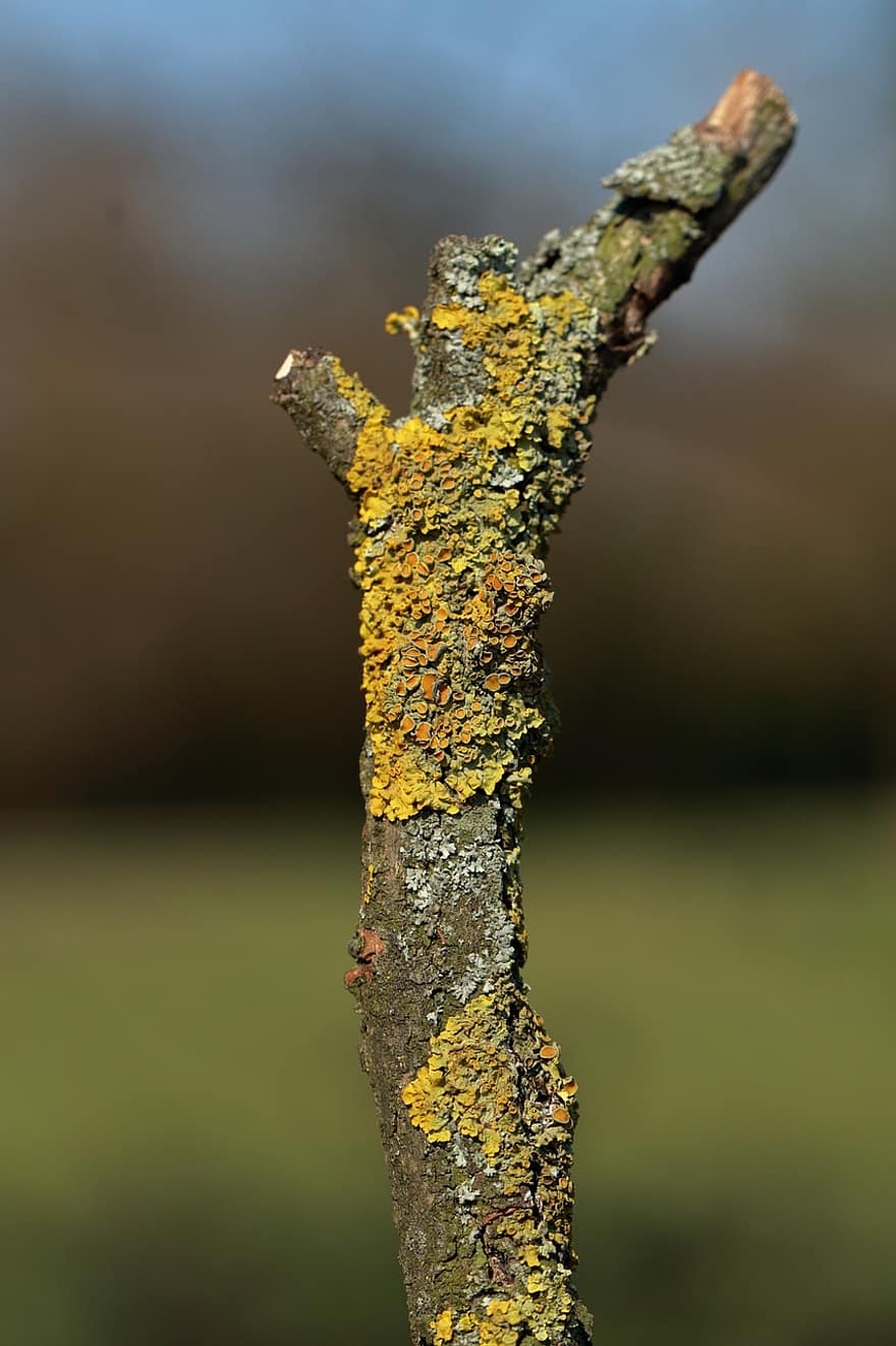 Branch, Wood, Lichens, Tree, Plant, Nature, close-up, macro, leaf, green color, growth