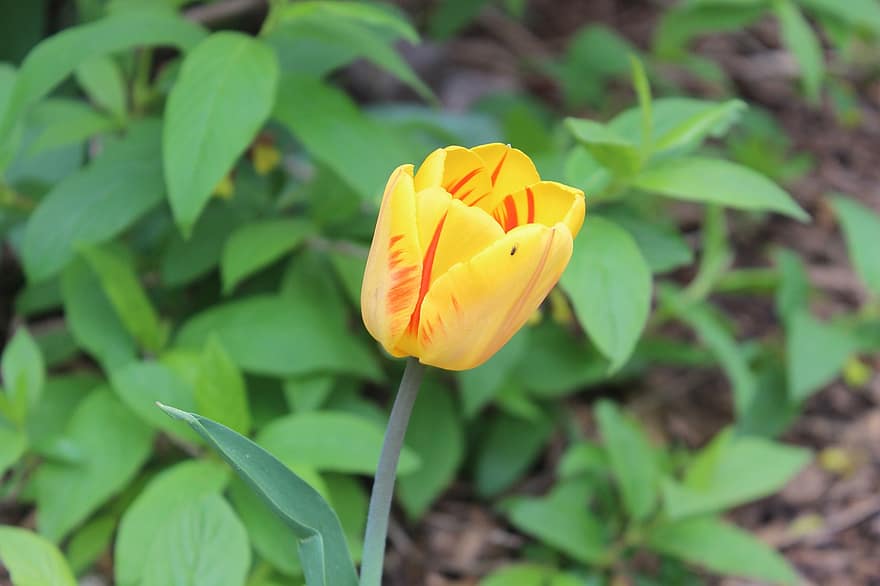 tulipan, blomst, gul tulipan, petals, tulipanblader, blomstre, flora