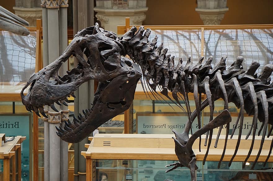 الديناصور ، ديناصور ، تي ريكس ، أكسفورد ، متحف ، هيكل عظمي