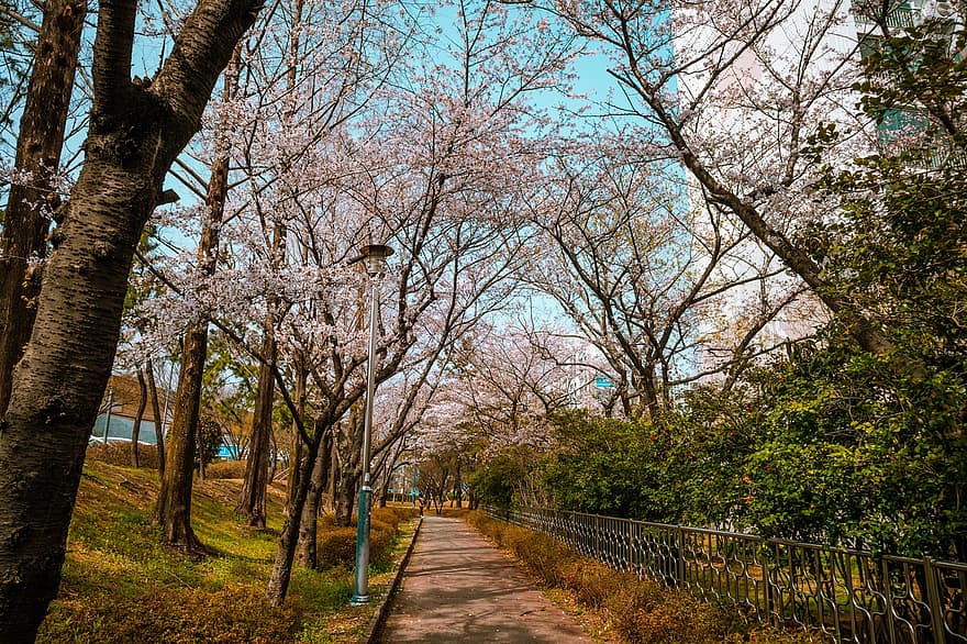 Spring, Cherry Blossom, Park, Nature, Flowers