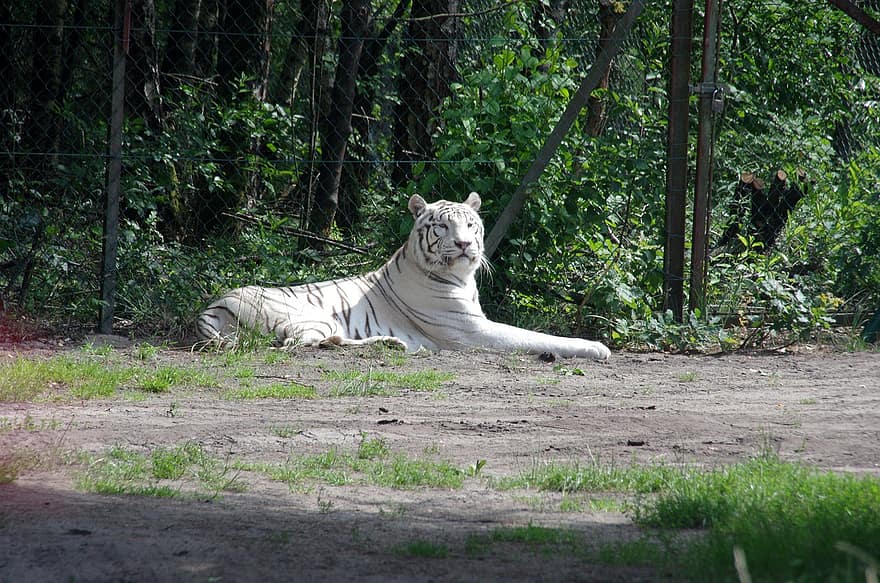 parc du serengeti, tigre blanc, Hodenhagen, réserve naturelle, félin, chat non domestiqué, animaux à l'état sauvage, tigre du Bengale, tigre, les espèces menacées, grand
