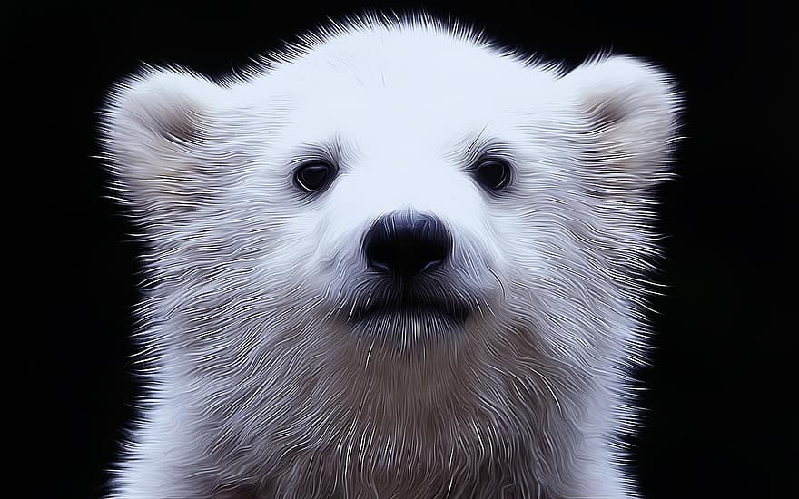 Polar Bear, Cub, White, Head, Mammal, Arctic, Predator, Wildlife, Cute, Animal, Hunter