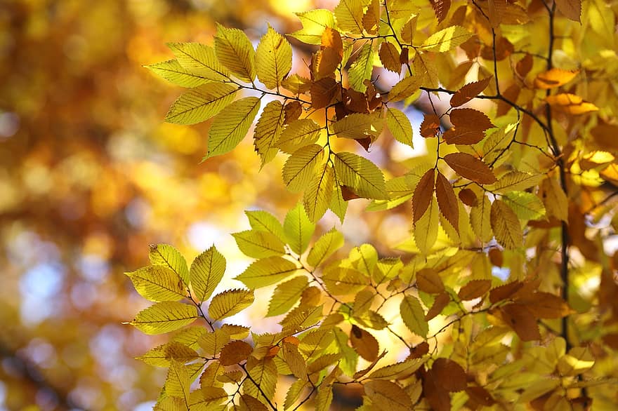 lapas, zaļumi, koks, filiāles, rudenī, dzeltens, sezonā, mežs, dinamiskas krāsas, fona, augu