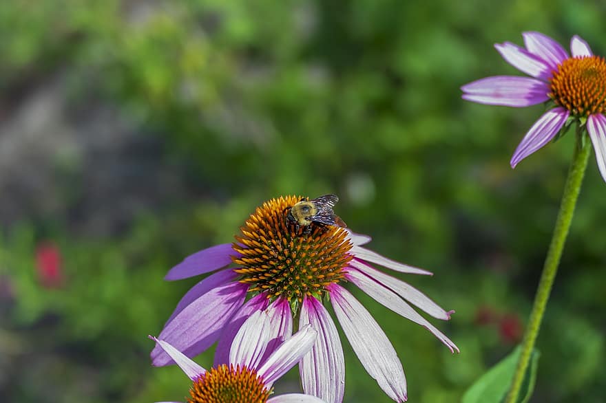 lebah, menggagap, kumbang, serangga, hewan, bug, margasatwa, alam, bunga, musim panas, sayap