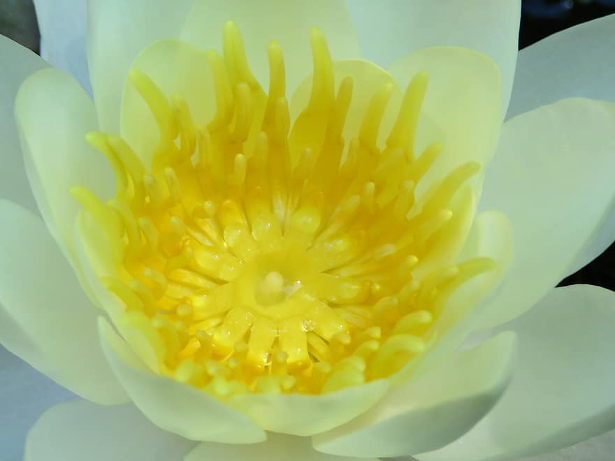 Water Lily, Macro, Pond, Blossom, Flower, Water Plant, Water, Vegetable, Bloom, Yellow, Garden