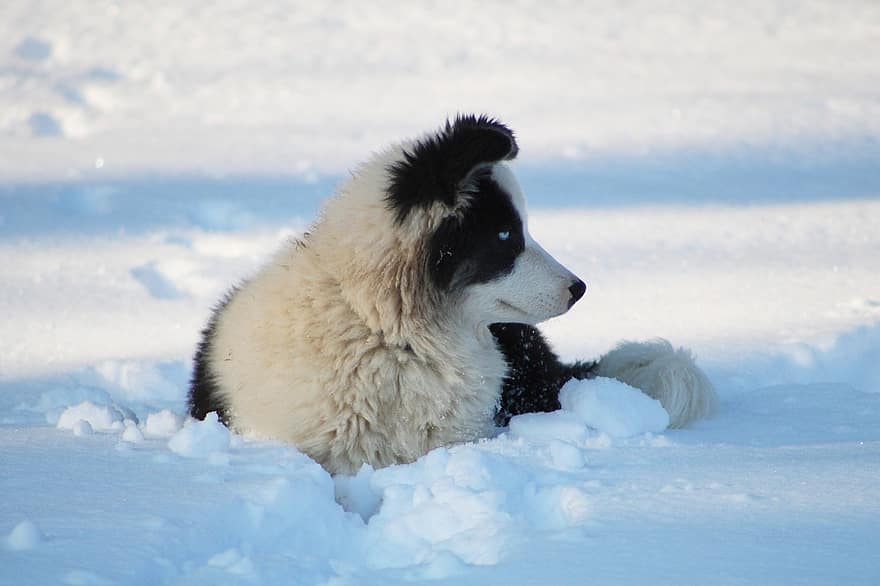 Yakutiaanse Laika, hond, sneeuw, huisdier, dier, huishond, sleehond, ras, hoektand, zoogdier, schattig