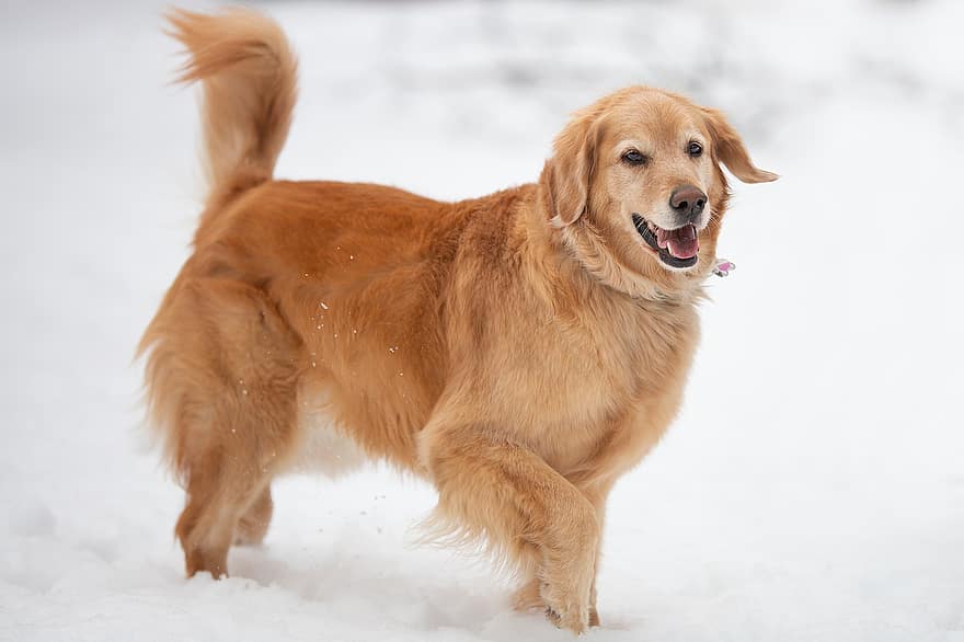 anjing, hewan, jenis anjing Golden Retriever, membelai, mamalia, halus, imut, manis sekali, di luar rumah, salju