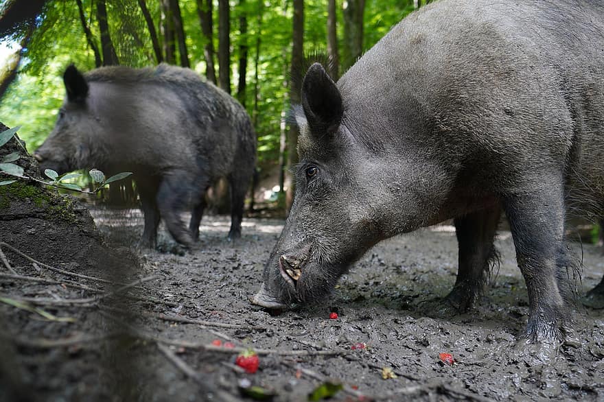 Wild Boar, Nature, Pig, Sows, Animal, The Zoo, Forest, Wild, The Bristles, The Wild Boar, Mammals