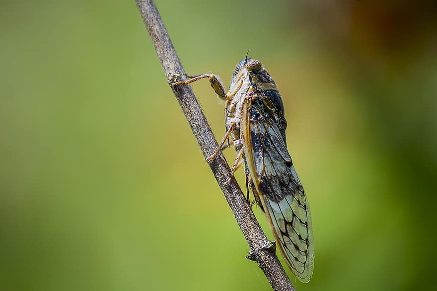 cicade, insect, dier, Lyristes Plebejus, kever, dieren in het wild, takje, natuur, detailopname, macro, groene kleur