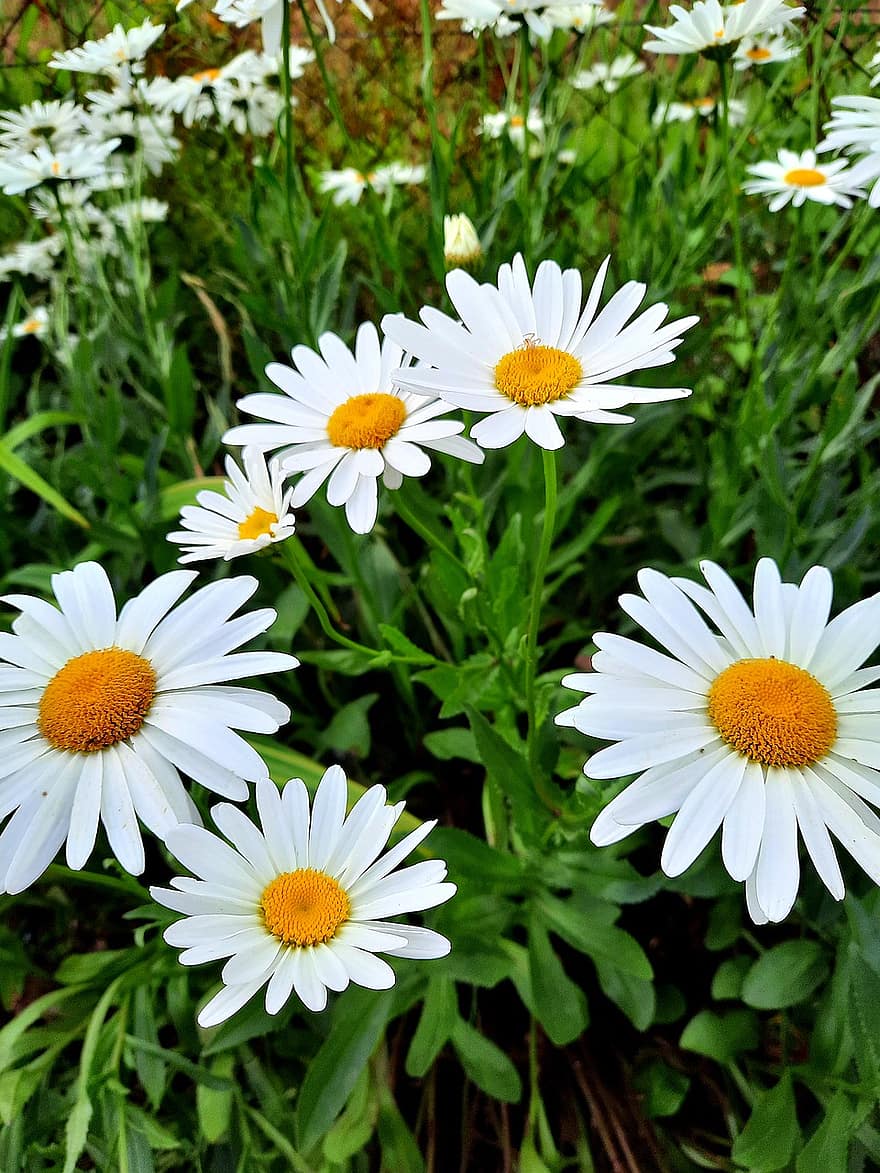 Marguerite, macro, blanc, la nature, flore, jardin, fleurs, fleur, brillant, jaune