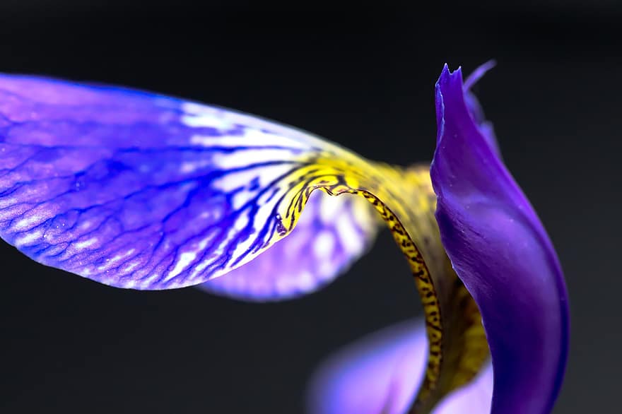 bandiera blu settentrionale, iris versicolor, Arlecchino bluflag, fiore viola, fiore, natura, macro, avvicinamento, pianta, viola, foglia