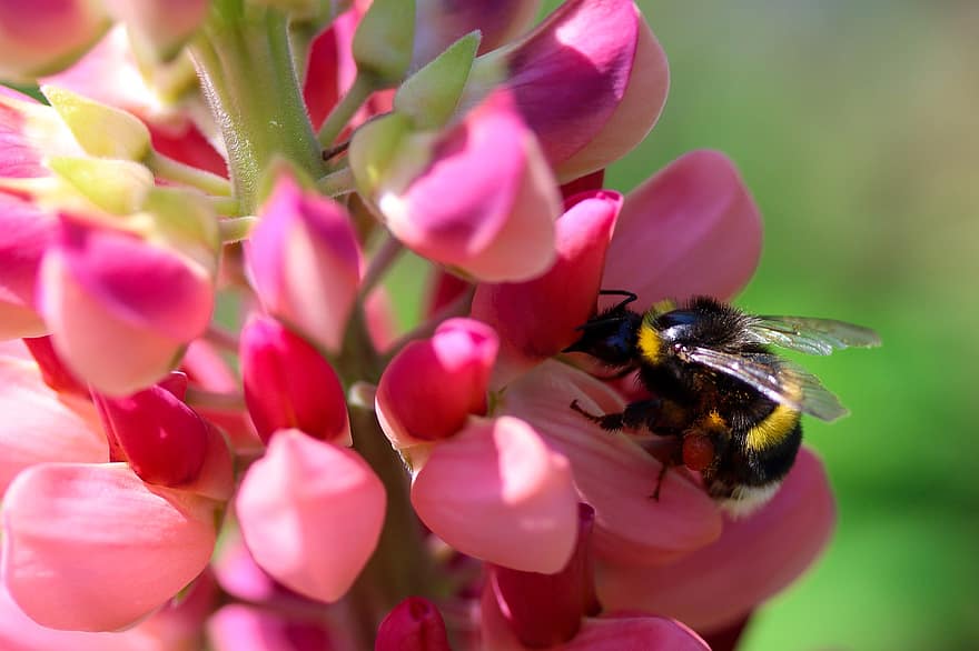 bumblebee, tremoço, polinização, flores, natureza, jardim, inseto, macro, fechar-se, flor, verão