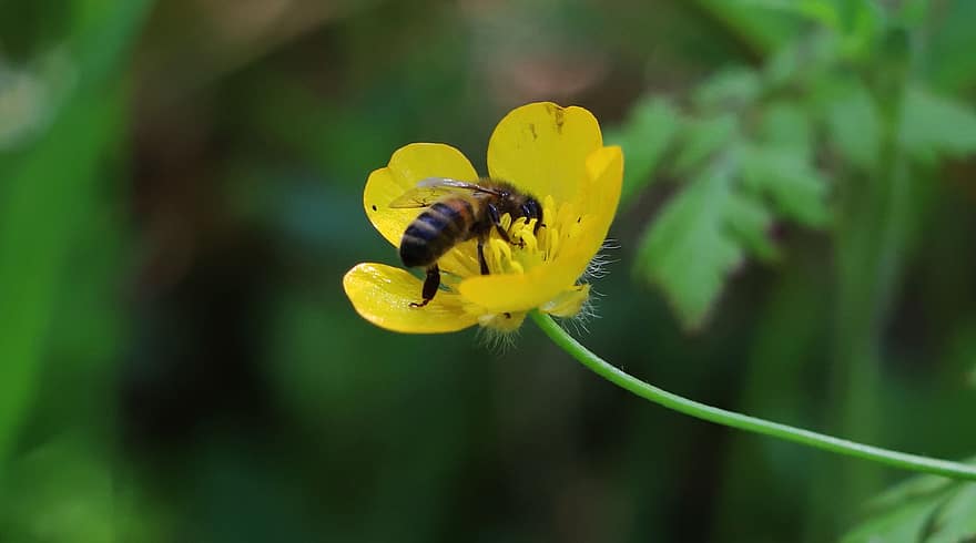 бджола, комаха, квітка, помилка, жовтець, жовта квітка, трави, дикої природи, листя, природи