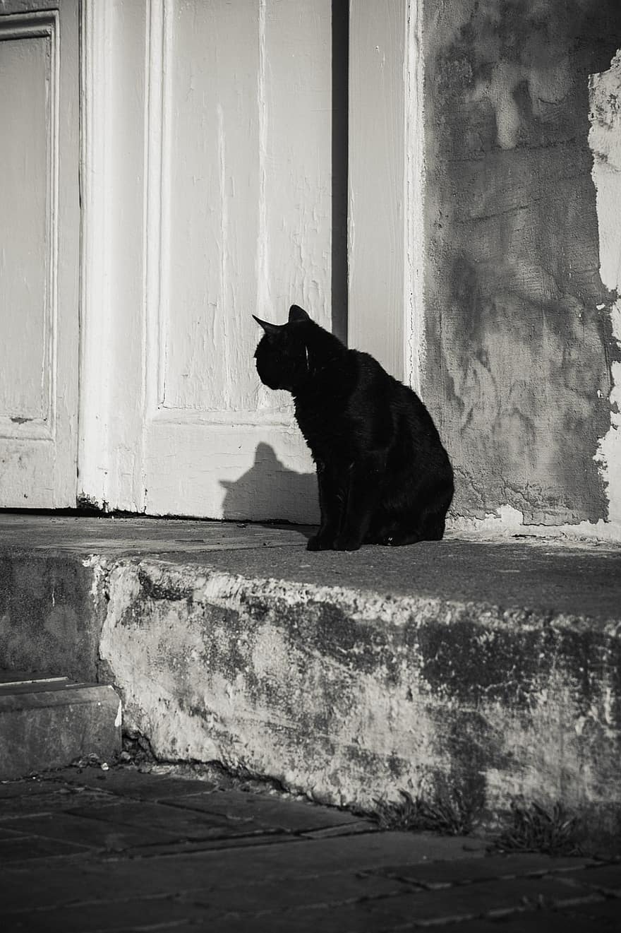 kedi, Antalya, sokak kedisi, sokak, Türkiye, hayvan, eski kasaba, Kent, Evcil Hayvanlar, ev kedisi, siyah ve beyaz