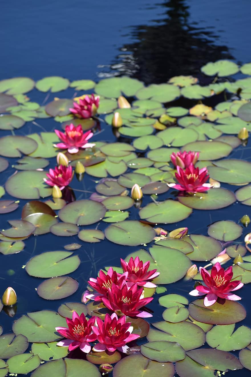 Water Lily, Lilypad, Pond, Flowers, Pink, Lily, Garden, Summer, Water Feature, Nature, Bloom