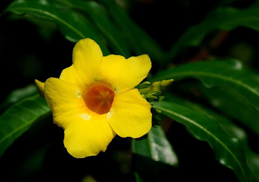Allamanda, цвете, жълто цвете, листенца, жълти венчелистчета, разцвет, цвят, флора