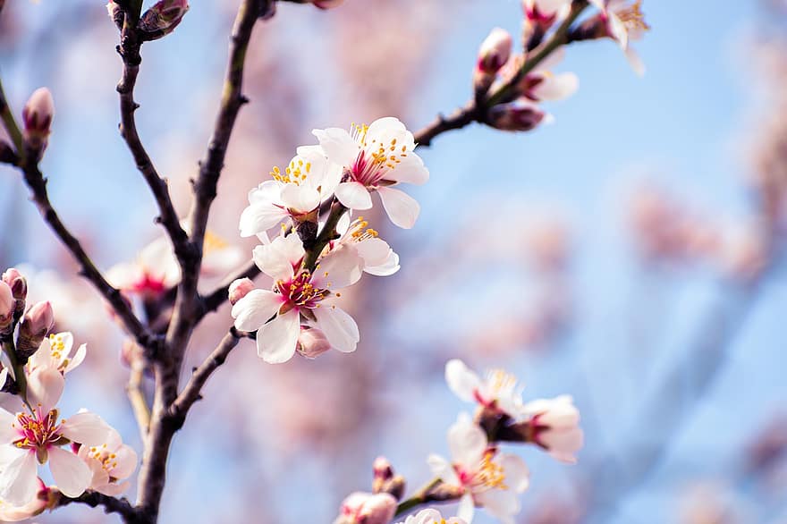 Миндаль розовые цветы. Цвет миндаль. Розовые цветы миндаля рисован. Spring Almond Blossom.