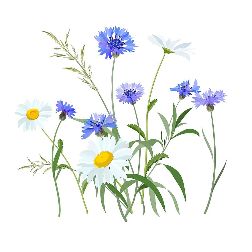 Flowers, Flowers Of The Field, Field, Meadow, Blue, Cornflower Blue, Cornflower, Spring, Summer