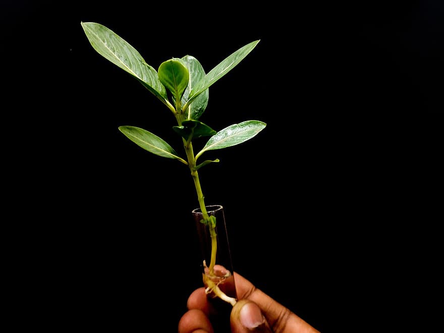 menanam, laboratorium, pertumbuhan, tumbuh, penelitian, biologi, daun, merapatkan, warna hijau, tangan manusia, kesegaran