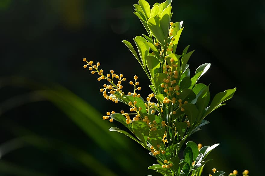 растение, aglaia odorata, ботаника, флора, едър план, зелен цвят, листо, лято, свежест, жълт, растеж