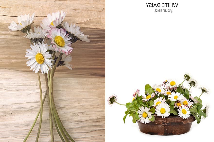 vår, blomst, floral, kort, Tusenfryd, isolert, sommer, fersk, bord, dekorasjon, kreativt layout
