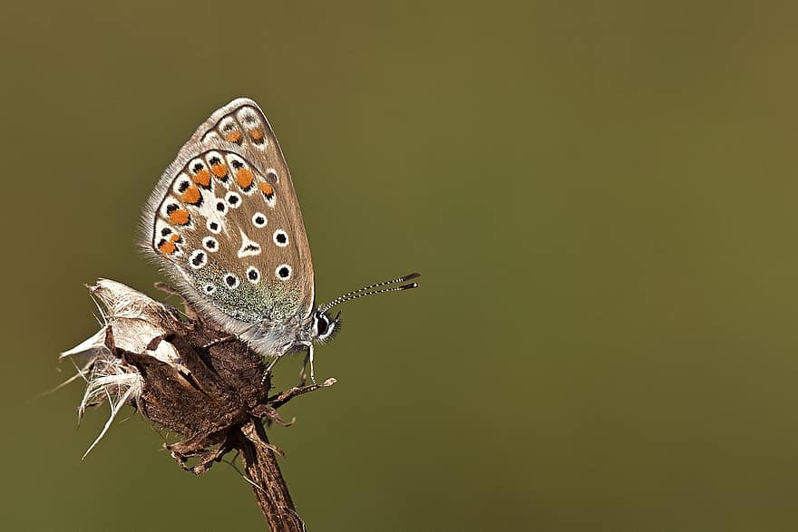 sommerfugl, hauhechel blå, insekt, vinger, antenner, natur, eng, farverig