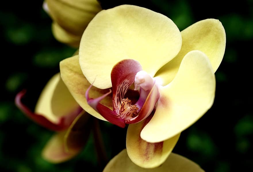 orchidej, květ, žlutá orchidej, Phalaenosis amabilis, phalaenopsis, okvětní lístky, žluté okvětní lístky, flóra, Příroda