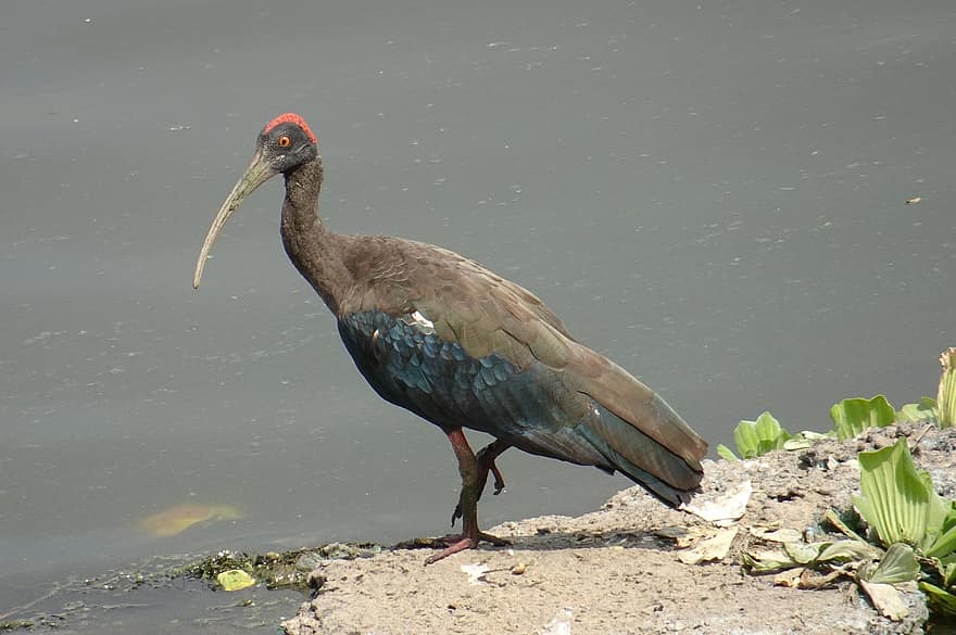 ibis, oiseau, animal, plumes, plumage, facture, ornithologie, le monde animal, la nature, faune, échassier