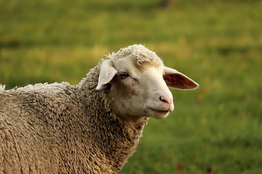 Tier, Schaf, Säugetier, Spezies, Fauna, wolle, das Vieh, Lamm