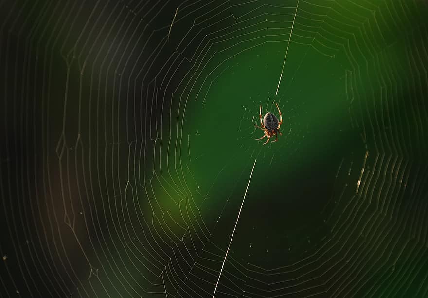 araignée, arachnide, toile d'araignée, le web, orbe, tisserand, insecte, punaise, arachnophobie, la nature, faune