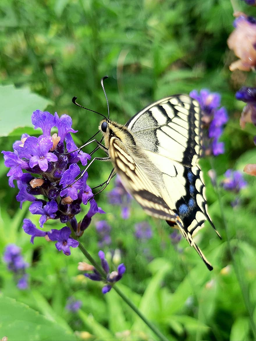 kupu-kupu, swallowtail, taman, alam, penuh warna