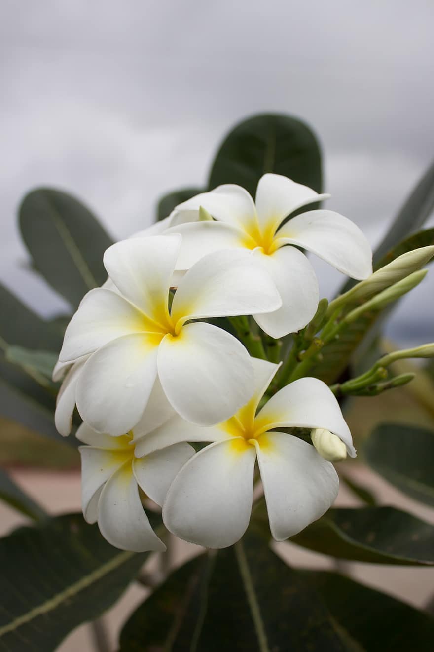 plumerias, những bông hoa, frangipanis, những bông hoa trắng, cánh hoa, cánh hoa trắng, hoa, hệ thực vật, thực vật học, Thiên nhiên
