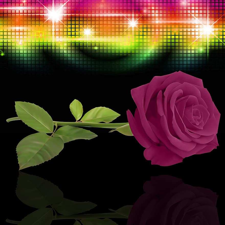 rosa, plante, sort baggrund, pink lilla, blinker, lys, afspejling, natur, design