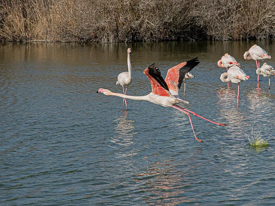 flamingoer, fugler, innsjø, dyr, wading fugler, vannfugler, dyreliv, fjær, fjærdrakt, fauna, vann