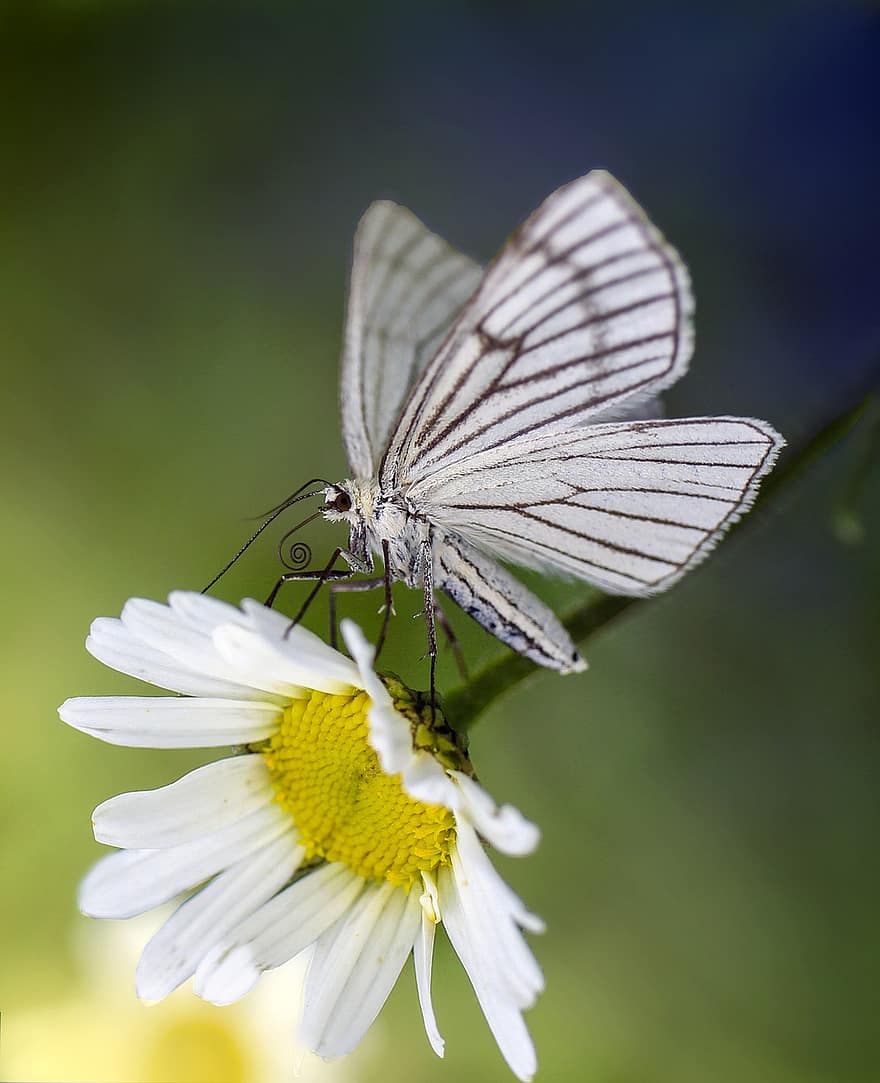 Butterfly, Insect, Pollinate, Pollination, Flower, Butterfly Wings, Winged, Lepidopetra, Entomology, Nature, Flora