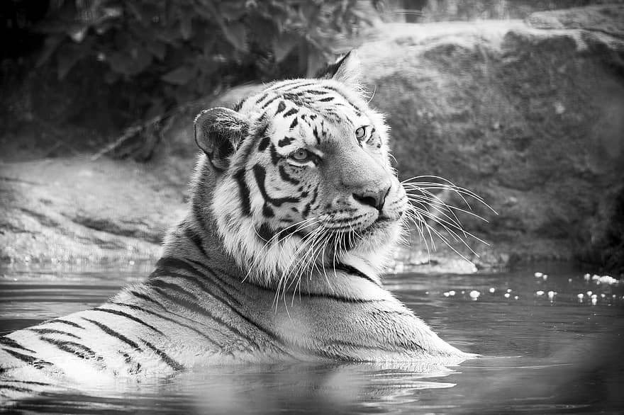 Tiger, katzenartig, Katze, Bengalische Tigerin, Streifen, Tier, Liegendes Säugetier, Tierwelt, Safari, Legetier, Katzen