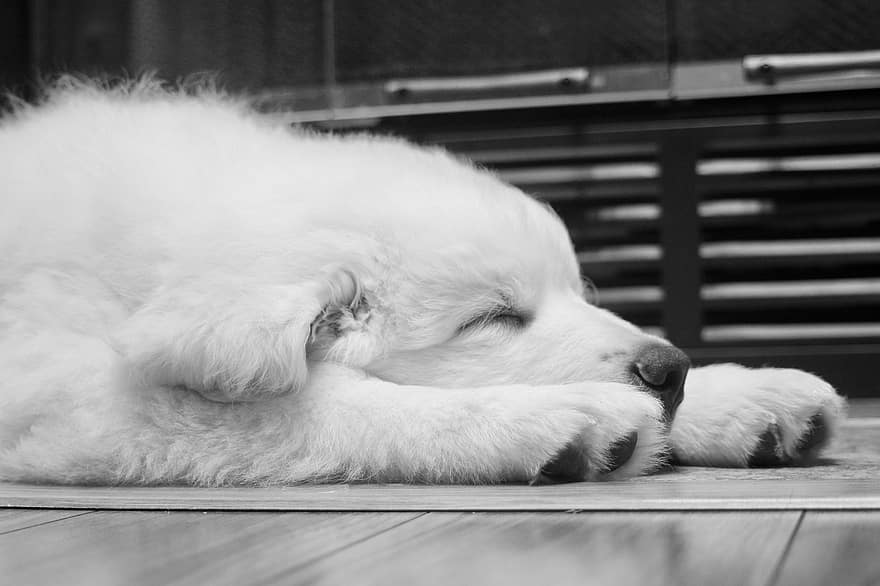 Dog, Puppy, Canine, Domestic, Pet, Animal, Cute, Young, Mammal, Pure Breed, Sleep