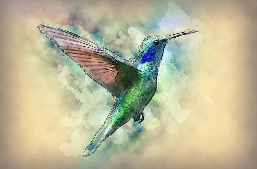 hummingbird, fugl, trochilidae, flying, fjærdrakt, fargerik, iriserende, regning, vinge, dyr, natur