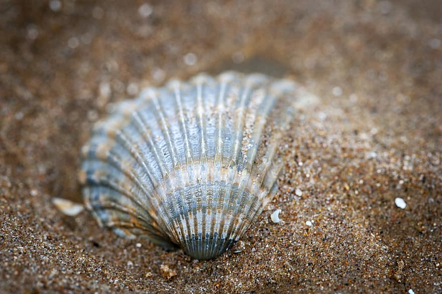 shell, sorra, platja, Costa, petxina de mar, Riba, vora del mar