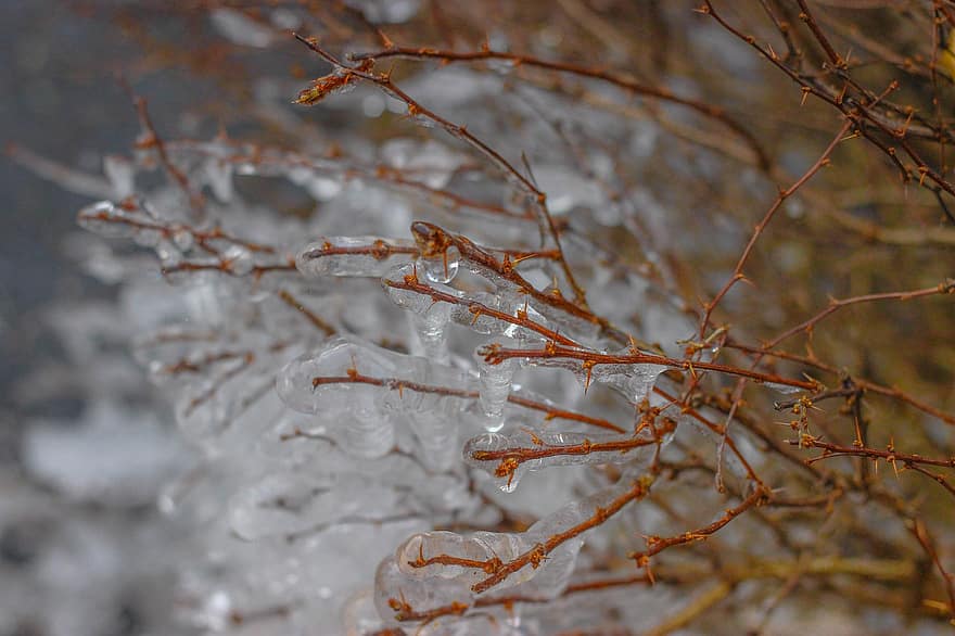Eiszapfen, Eis, Frost, gefrorener Zweig, Kristalle, gefroren, Wasser, tropfen, kalt, Natur, eisig