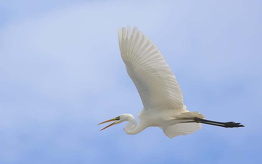 Egret, Flying, Sky, Heron, Water Bird, Animal, Wildlife, Flight, Wings, Feathers, Plumage