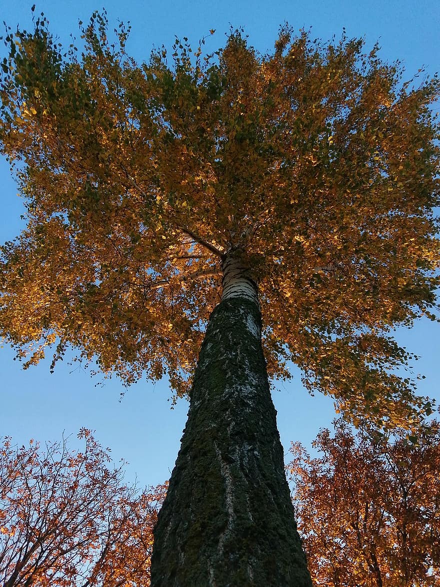 árbol, pabellón, cielo, ramas, hojas, follaje, el maletero, ladrar, otoño, temporada, estado animico