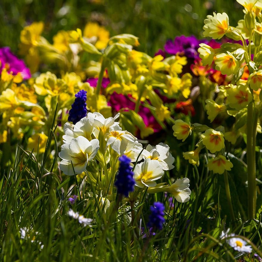 πανσέδες, λουλούδια, κήπος, άνοιξη, άνθος, ανθίζω, λουλούδι, φυτό, καλοκαίρι, γκρο πλαν, πράσινο χρώμα