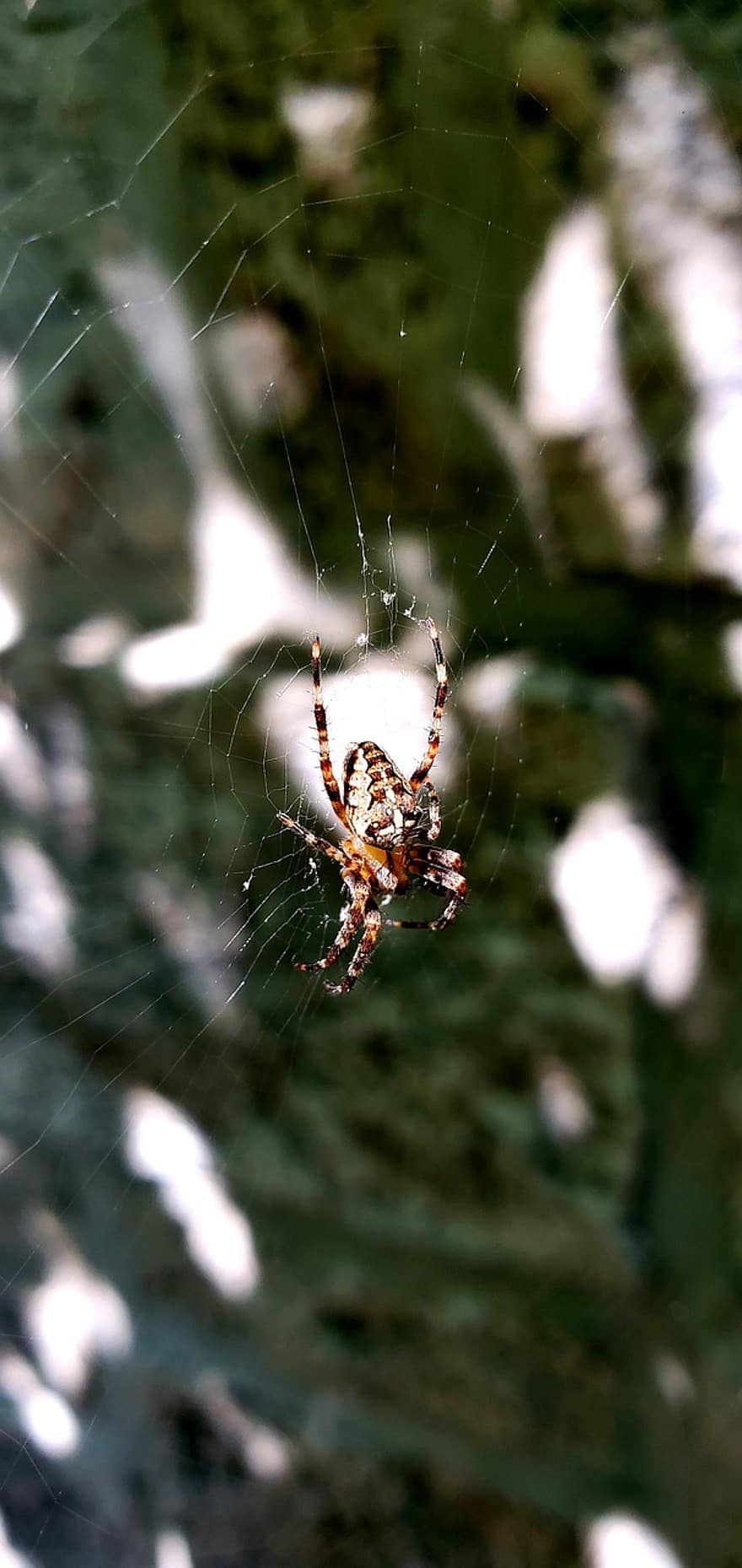 laba-laba, web, serangga, hewan, alam, mangsa