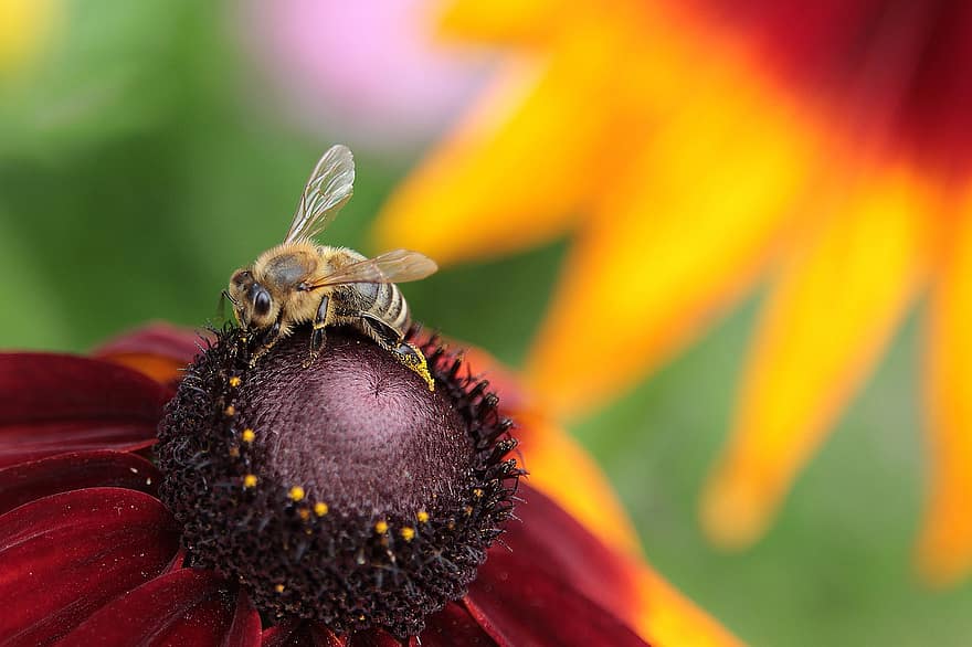 نحلة ، النحل ، تلقيح ، زهرة